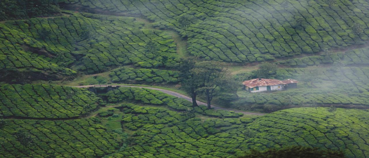 munnar-kerala