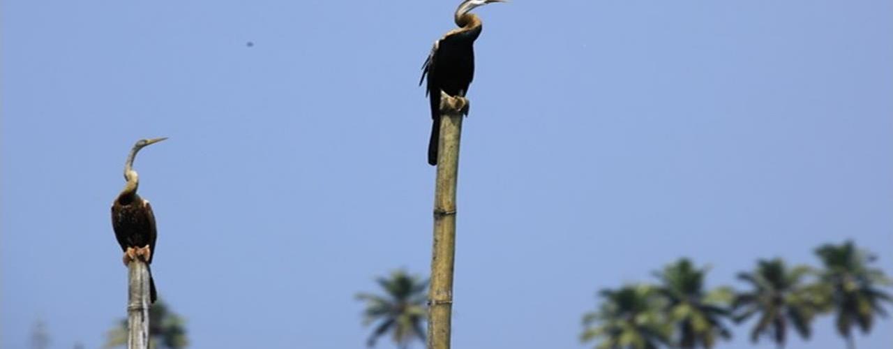 Kumarakom Bird Sanctuary